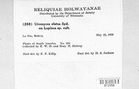 Maravalia elata image
